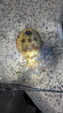 朝活でキロ超え2杯！最大1.3kgを筆頭に良型アオリ3連発