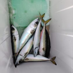 ショアジギ準備