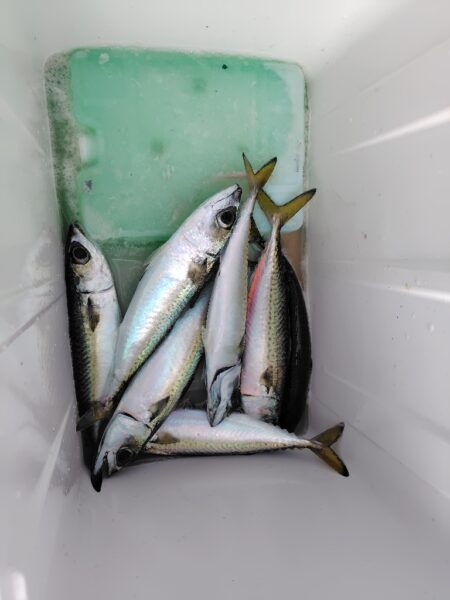 ショアジギ準備