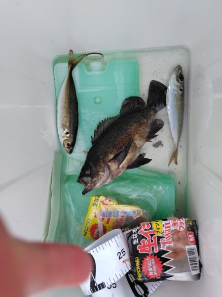 久しぶりの須磨