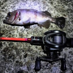 メバルプラッギング