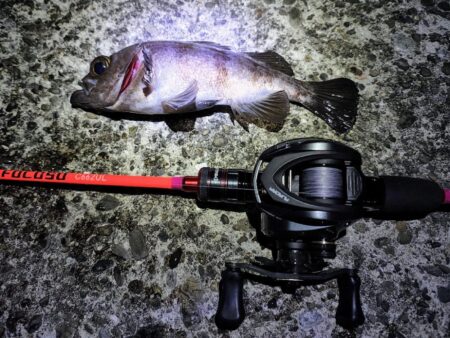 メバルプラッギング