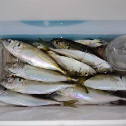 場所も違えば様子も違い