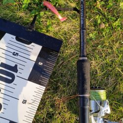 元気なシーバス