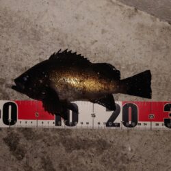 電気ウキ釣り 12