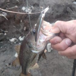 スイムベイトとミノーで2本