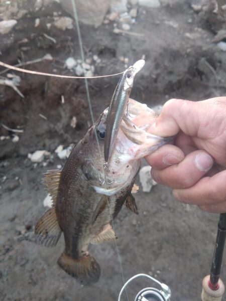 スイムベイトとミノーで2本