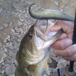 ボートとおかっぱりで1匹ずつ