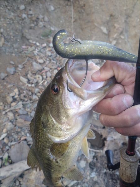 ボートとおかっぱりで1匹ずつ