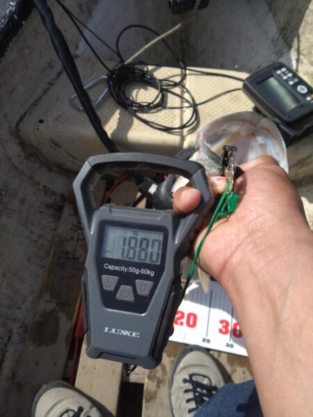 ミノー、クランク、フリーリグで3匹