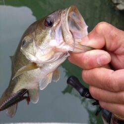 フリーリグで4匹