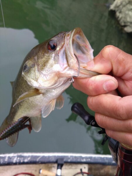 フリーリグで4匹