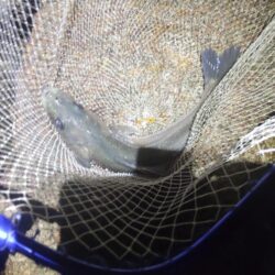 超久々に合格サイズ