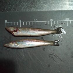 キス釣り〜夕マズメ