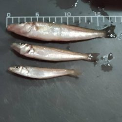 キス釣り〜調査