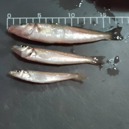 キス釣り〜調査