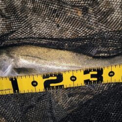 バチパターン狙い