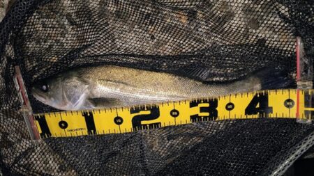 バチパターン狙い