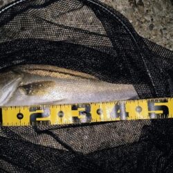 時合は20時前後