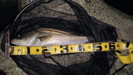 時合は20時前後