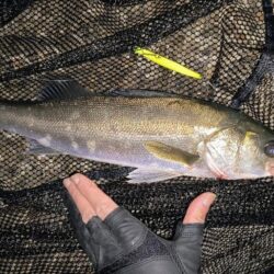 時合いは2回有り