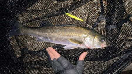 時合いは2回有り