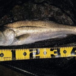 バラシが無ければ⋯