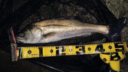 バラシが無ければ⋯