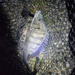 ナイトチニング