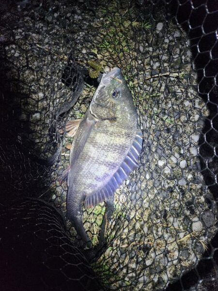 ナイトチニング