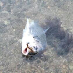 しごおわチニング