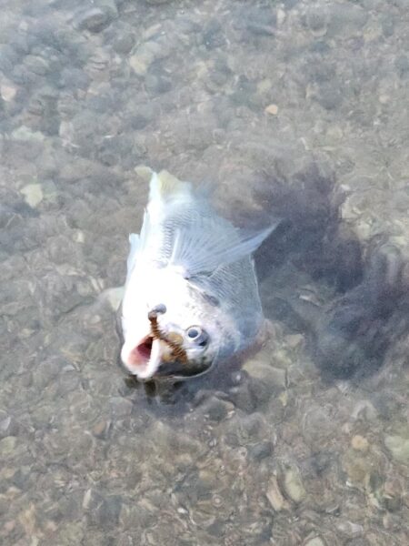 しごおわチニング