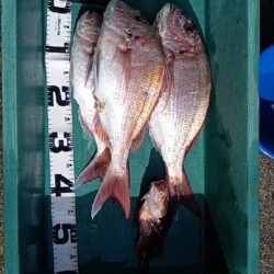 まだまだ卵も白子も小さい