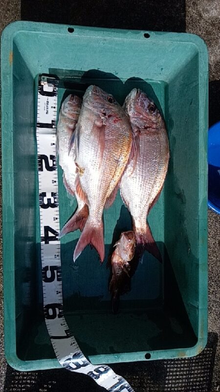 まだまだ卵も白子も小さい