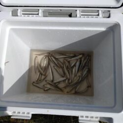 やっぱり稚鮎の唐揚げは最高ですね(^^)