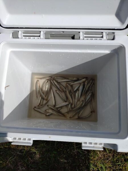 やっぱり稚鮎の唐揚げは最高ですね(^^)