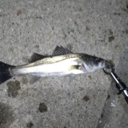 シーバス(港湾バチ抜)