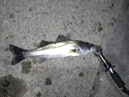 シーバス(港湾バチ抜)