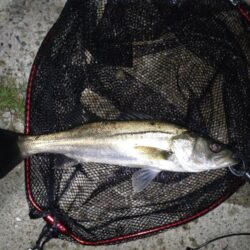 シーバス(バチ抜)