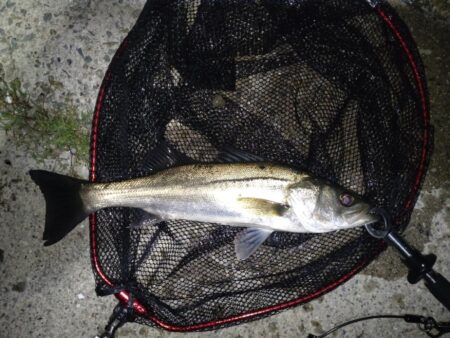 シーバス(バチ抜)