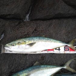 ナブラへ一直線