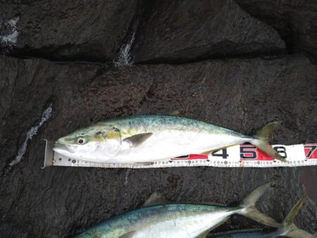 ナブラへ一直線