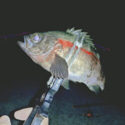 のんびり青イソメでウキ釣り