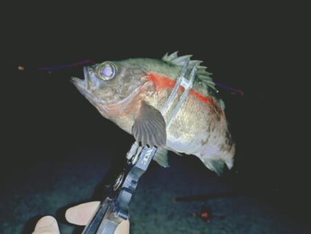 のんびり青イソメでウキ釣り