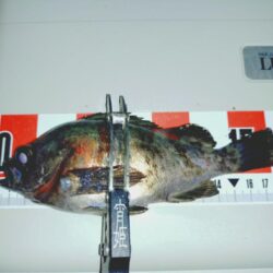 余った青イソメでまたまたウキ釣りメバル