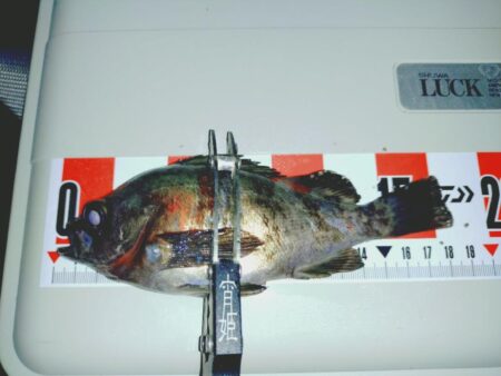 余った青イソメでまたまたウキ釣りメバル