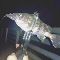 厳しいメバリング