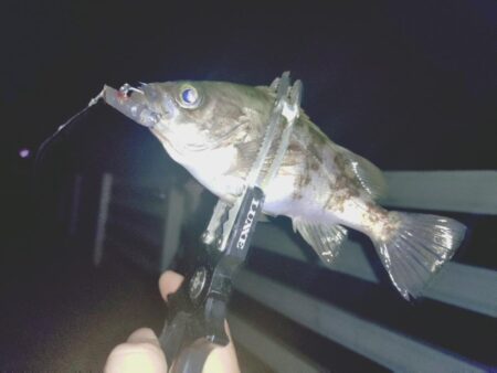 厳しいメバリング