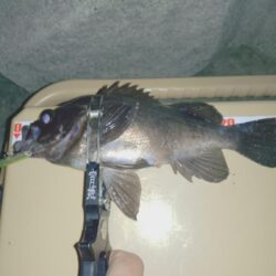 粘り勝ちプラッキング