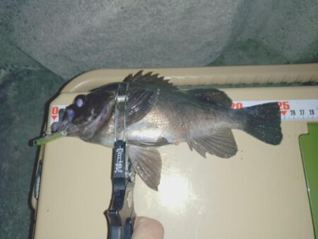 粘り勝ちプラッキング